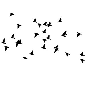 les oiseaux